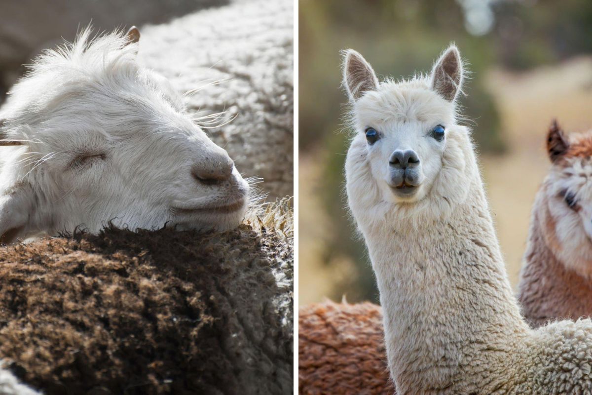 Cashmere Vs. Alpaca Wool: Similarities and Differences